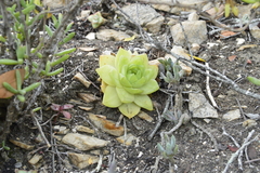 Haworthia cymbiformis