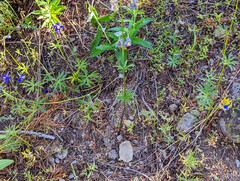 Delphinium menziesii