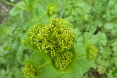 Smyrnium perfoliatum