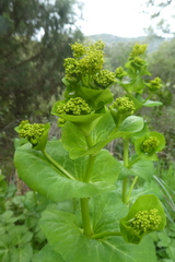 Smyrnium perfoliatum