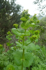 Smyrnium perfoliatum