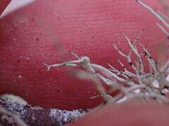 Niebla cephalota
