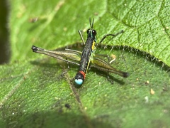 Paramastax duquei