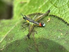 Paramastax duquei