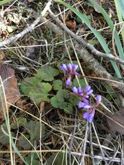 Veronica regina-nivalis