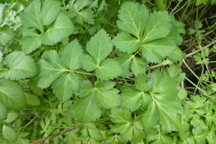 Smyrnium perfoliatum