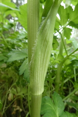 Smyrnium perfoliatum