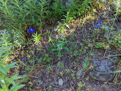 Delphinium menziesii