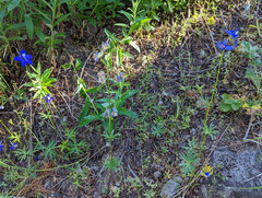 Delphinium menziesii
