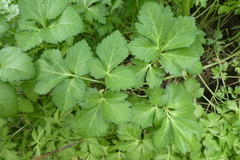 Smyrnium perfoliatum