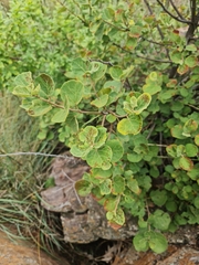 Dombeya rotundifolia