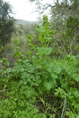 Smyrnium perfoliatum