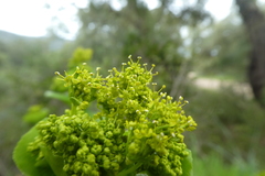 Smyrnium perfoliatum