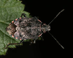 Podisus serieventris