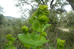 Smyrnium perfoliatum