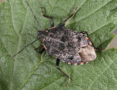 Podisus serieventris