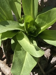 Primula meadia