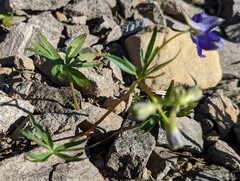 Delphinium menziesii