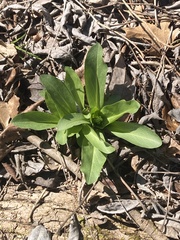 Primula meadia