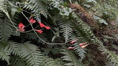 Delphinium nudicaule