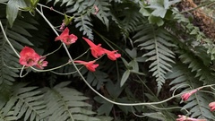 Delphinium nudicaule