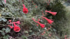 Delphinium nudicaule