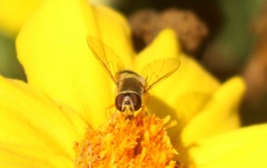 Syrphus vitripennis