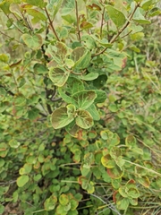 Dombeya rotundifolia