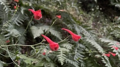 Delphinium nudicaule