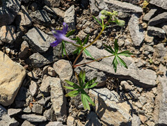 Delphinium menziesii
