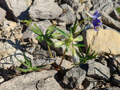 Delphinium menziesii