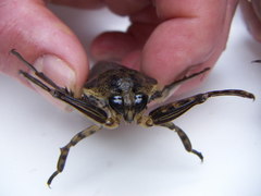 Lethocerus
