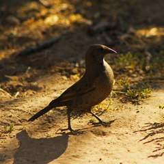 Molothrus bonariensis