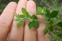Genista monspessulana