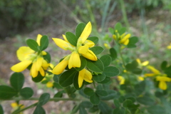 Genista monspessulana