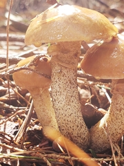 Suillus acidus