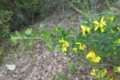 Genista monspessulana