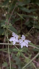 Lithophragma heterophyllum