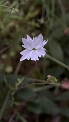 Lithophragma heterophyllum
