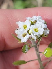 Tomostima platycarpa
