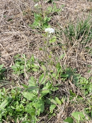 Tomostima platycarpa