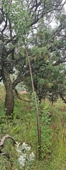 Heteromorpha arborescens abyssinica