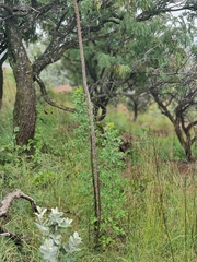 Heteromorpha arborescens abyssinica