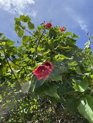 Thespesia grandiflora
