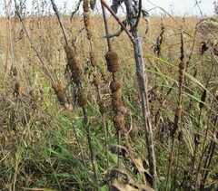 Cuscuta glomerata
