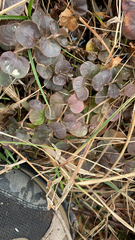 Lysimachia nummularia