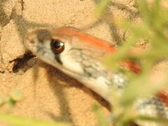 Platyceps rhodorachis