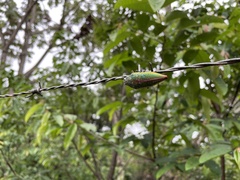 Psiloptera