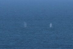 Eschrichtius robustus