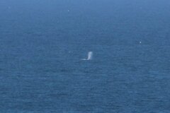 Eschrichtius robustus